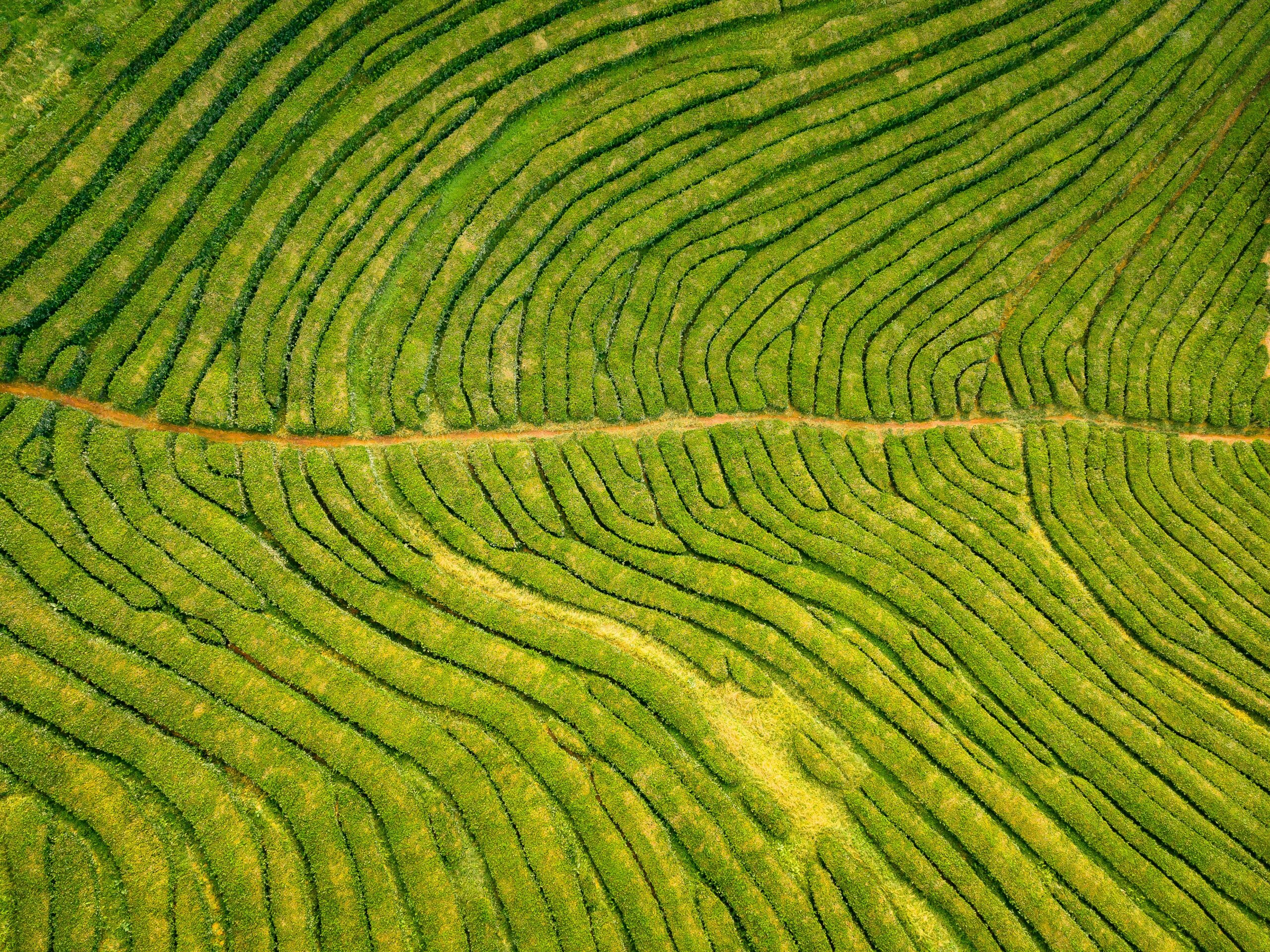 Lush tea fields representing OneSide sourcing