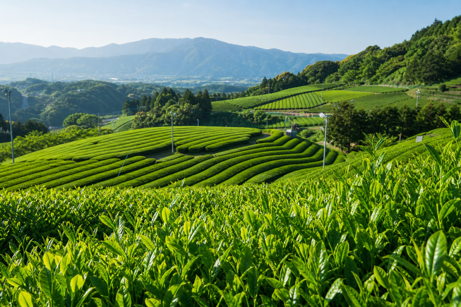 Japanese tea fields